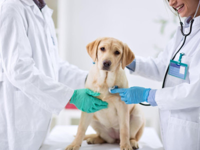 Medical Treatment for Street Animals